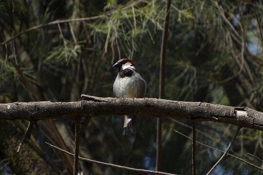 Bird Passer domesticus (Male)