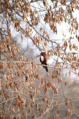 Kingfisher on a branch