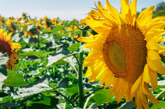 Sunflower field on a clear sunny day. Seeds will soon appear in the flowers. Yellow, green and ash colors. Bees pollinate.