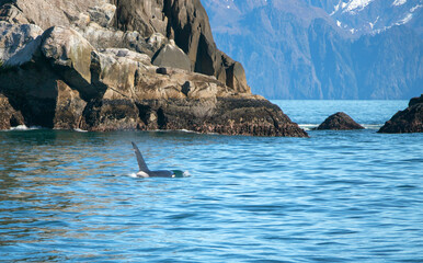 Bull Orca Killer Whale surfacing to breathe in Kenai Fjords National Park in Seward Alaska United...