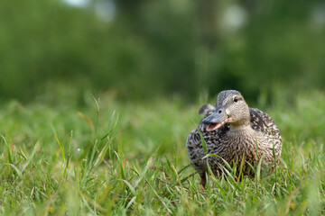 a female wild mallard duck walks on the grass and quacks. close-up, side of the frame
