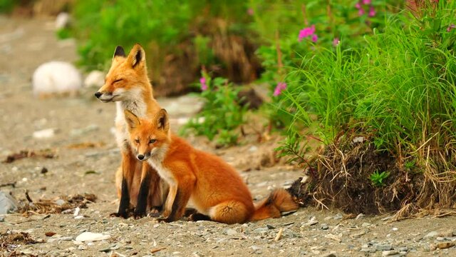 Foxes Play on the Beach at McNeil River Sanctuary Alaska