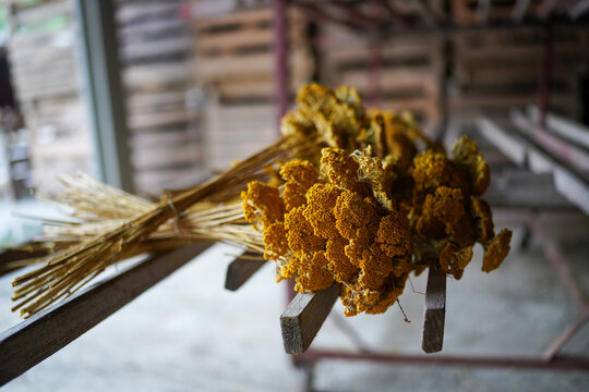 Bunch of dried yellow yarrow flowers hanging upside down on wooden rack