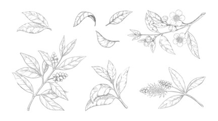 Tea leaves. Hand drawn branches with flowers and foliage. Engraved Chinese morning black and green drink. Isolated botanical engraving sketches collection. Vector plant greenery set