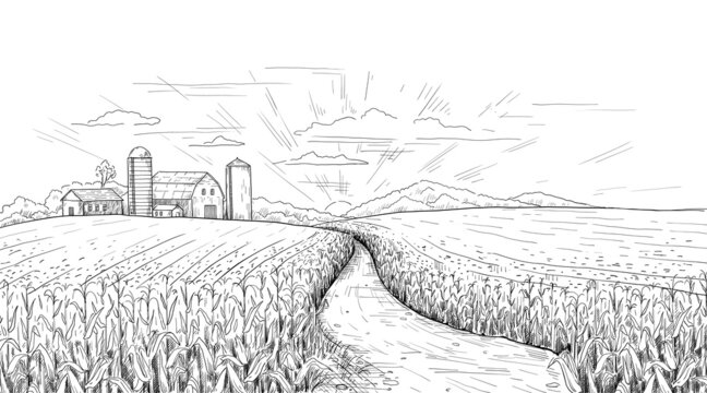 Corn field. Hand drawn agricultural engraving with summer and autumn maize cobs. Farm house and silos. Black and white farmland sketch. Sunrise rustic panorama. Vector nature landscape