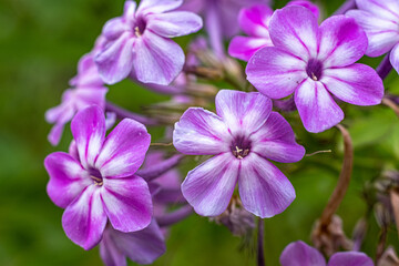 Small flowers with five purple petals on a green blurry background.