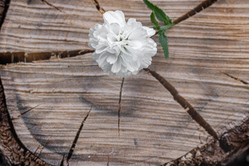 A white flower on an indistinct background of a thick tree cut.