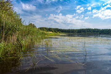 The shore of a large lake with sedge and water lilies on a summer day.