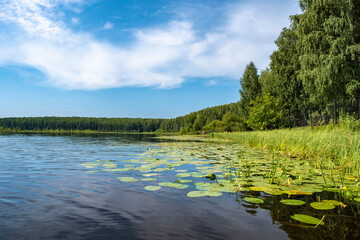 The shore of a large lake with sedge and water lilies on a summer day.