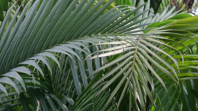 closeup of palm leaves in mangrove forest