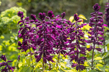 Bouquet of purple salvia splendens is in a summer garden