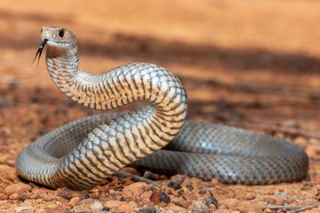 Fototapeta premium Australian Eastern Brown Snake in defence stance