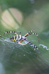 Yellow black crab spider on blurred background, copy space.