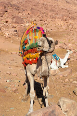 Egypt, camels among the Sinai mountains, beautiful landscape