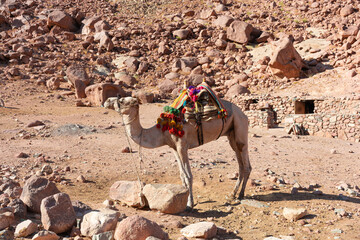 Egypt, camels among the Sinai mountains, beautiful landscape