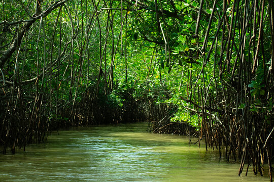 Pichavaram Mangrooves Tamilnadu India