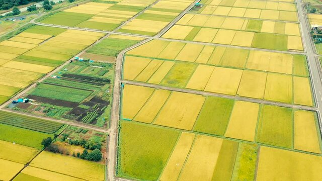 田舎の秋の水田風景