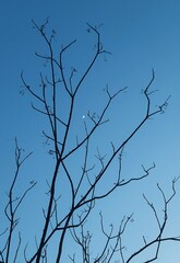 Fototapeta na wymiar tree branches silhouette, moon