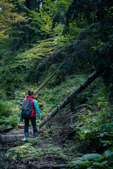 Obraz premium woman with basket walking by forest looking for mushrooms