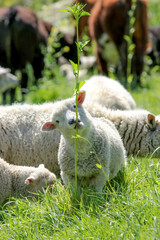 Romney Lamb and Sheep Grazing on a Tall Stalk in a Regenerative Pasture