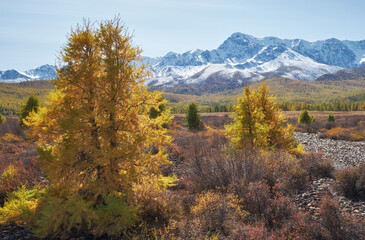 Fototapeta na wymiar Autumn Altai highland landscape. Larch trees are on foreground and snow mountains are on background.