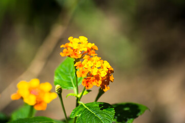 Lantana Camara plant