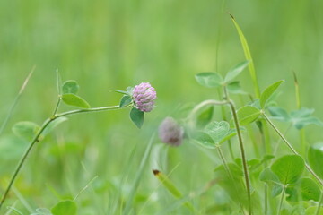 pink flower in the field