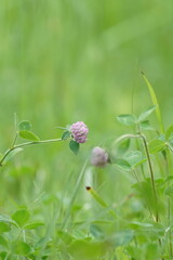 pink flower in the field