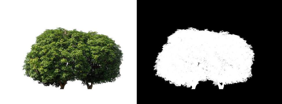 tree isolated on white background with clipping path and alpha channel