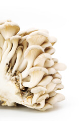 Oyster mushrooms or Pleurotus ostreatus isolated on white.