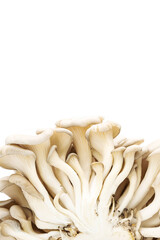 Oyster mushrooms or Pleurotus ostreatus isolated on white.