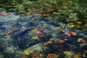 Fototapeta na wymiar Beautiful pond with colorful carps in Gifu Japan. 