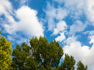 Obraz premium 初夏の青空と白い雲と新緑の樹木