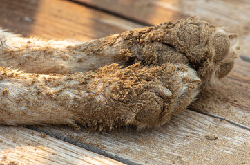 Dirty paws of a dog in the sand.