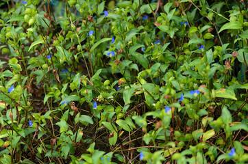 close up of wild grass