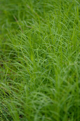 close up of grass