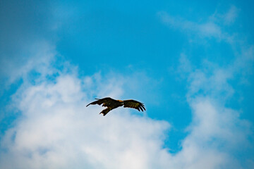 鳶