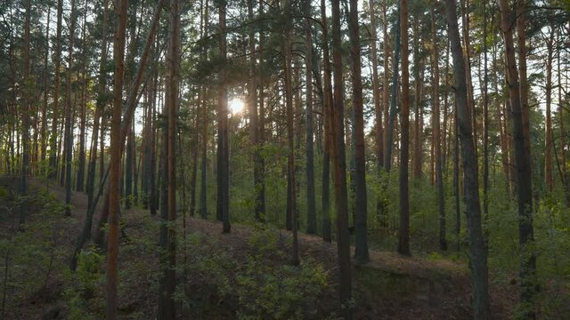 Sunny Magical Forest in the Rays of the Rising Sun on a Summer Day. Magnificent Sunrise in the Forest, Rays Make Their Way Through the Branches of Trees. Smooth Camera Movement