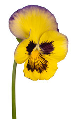 pansy flower isolated