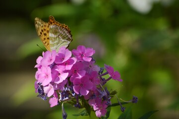 an orange butterfly with large wings on a pink flower