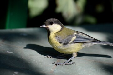 Obraz premium a small yellow bird on the table is looking for food