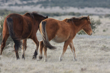 horse and foal