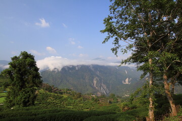 Tea plantation surrounded by mountains and clouds in Taiwan