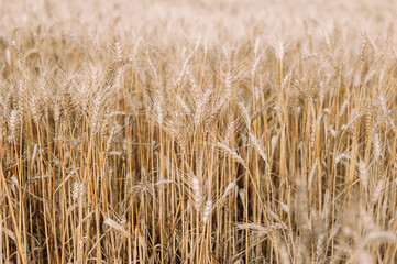 golden wheat field and blue sky