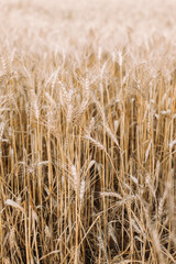golden wheat field and blue sky