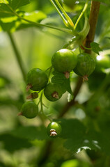Green currant berries on a blurry green background. Green berries hanging on a branch close-up