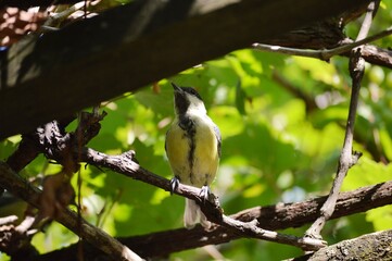 a small yellow bird on a plant
