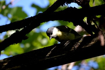 a small yellow bird on a plant