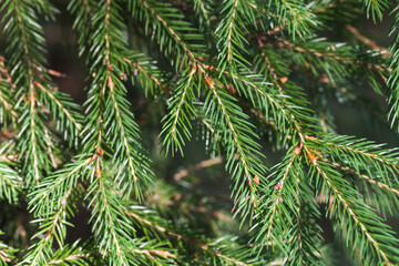 Green spruce branches background. Close up