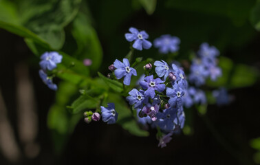 Forget-me-not flower in the garden on a sunny day. Natural, natural background. Dark background.